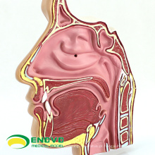 THROAT04-1 (12509) Anatomy Nose Cavity Nasal Modelo Anatômico